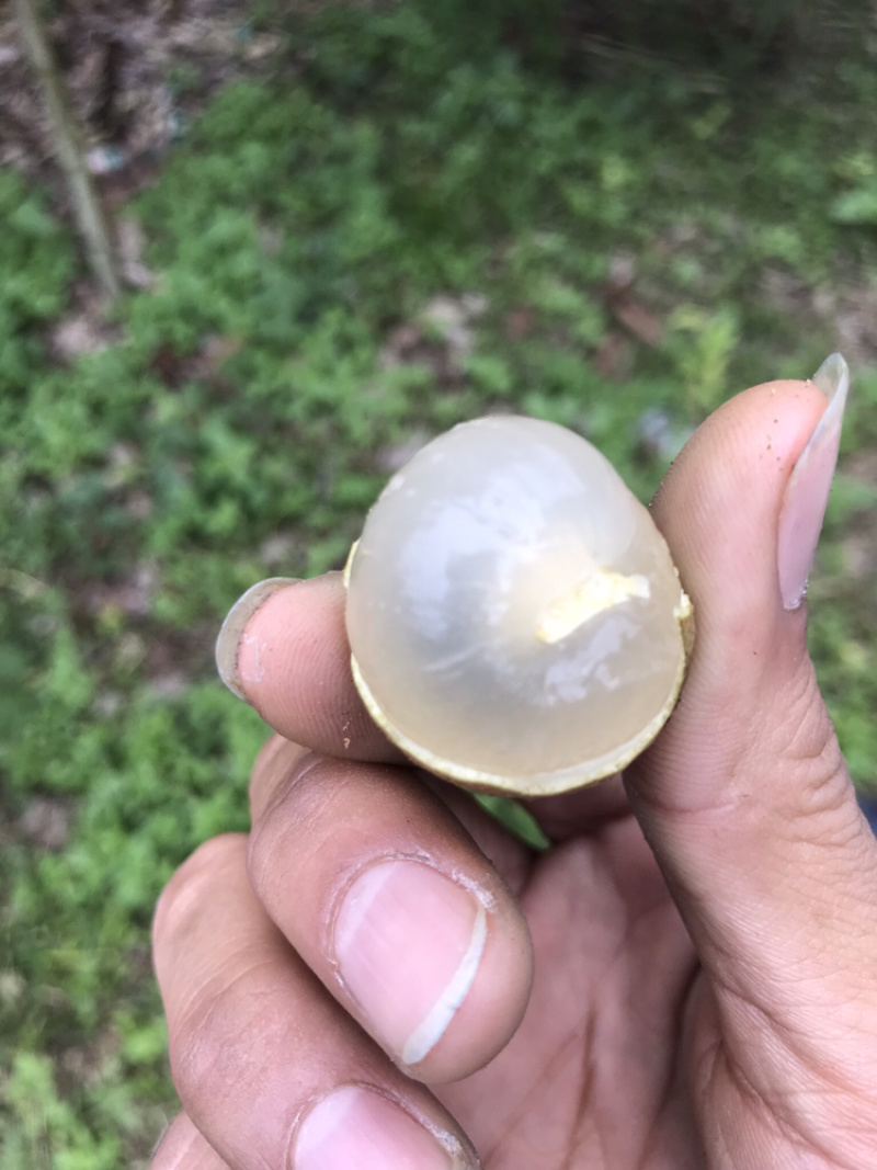 泰国龙眼，金标，红标，蓝标，绿标，长期供应货源