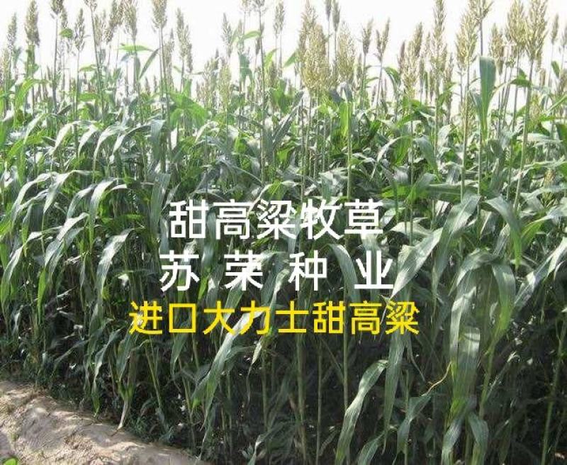 甜高梁高产种子四季高产量耐旱进口品种养牛羊牧草种