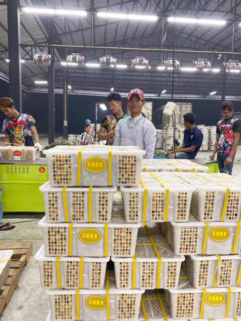 泰国龙眼，金标，红标，蓝标，绿标，长期供应货源