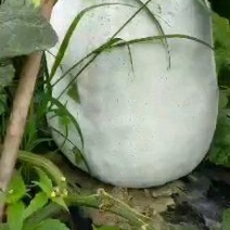 彭州市冬瓜大量上市中