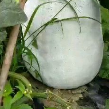 彭州市冬瓜大量上市中