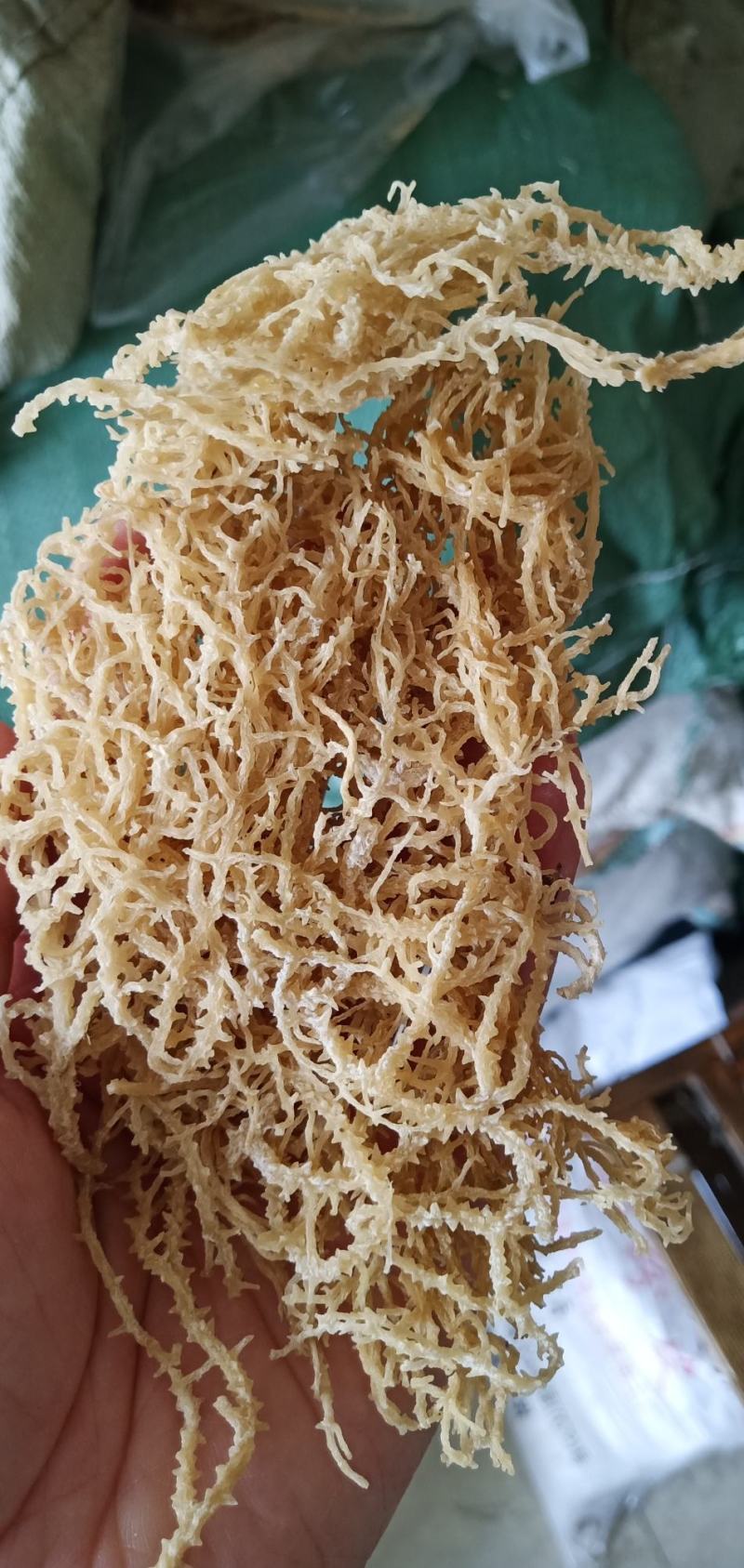 【精选特菜】清水无盐纯干龙须菜鹿角菜产地直销欢迎选购