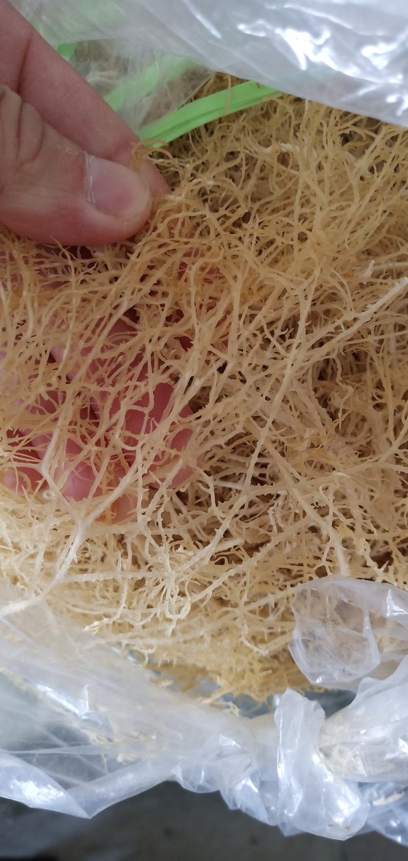 【精选特菜】清水无盐纯干龙须菜鹿角菜产地直销欢迎选购