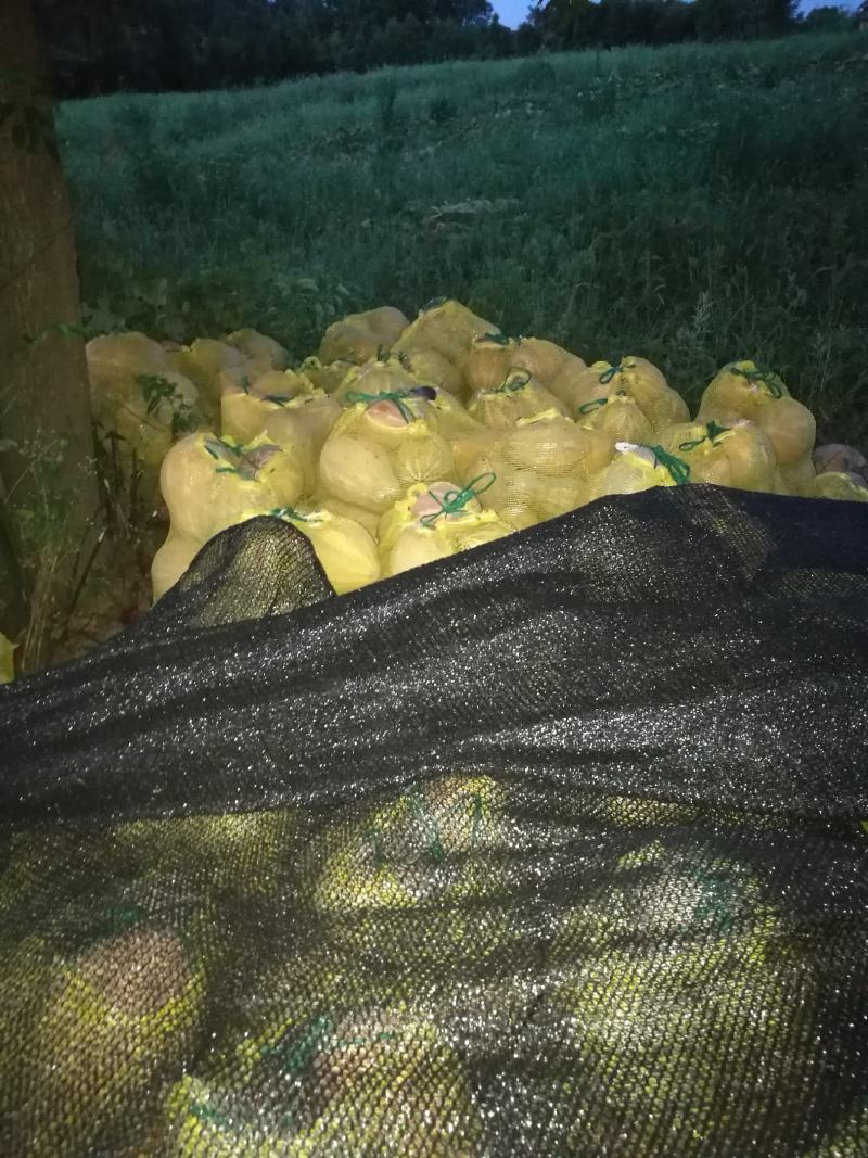 香芋南瓜秋季红沙土山地种植