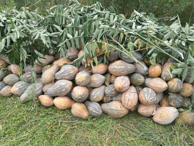 香芋南瓜秋季红沙土山地种植