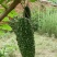 台湾黑苦瓜种子高产水果苦瓜种子抗病台湾引进