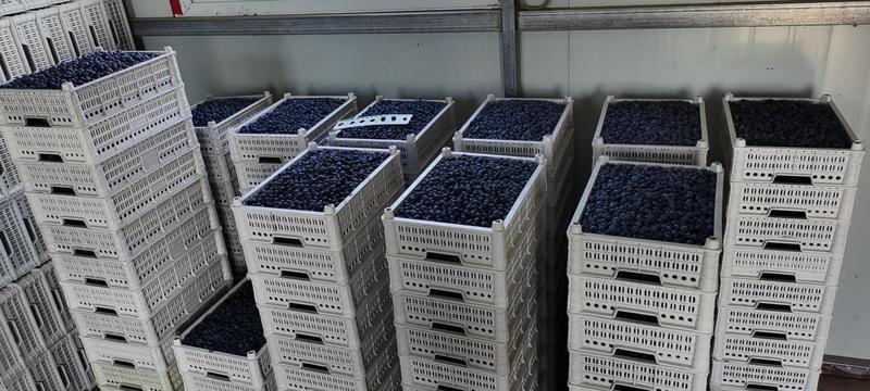 辽宁丹东温室L25蓝莓大量上市基地直供