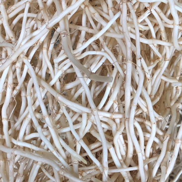湖北鱼腥草根中粗根细根白嫩新根已经大量上市