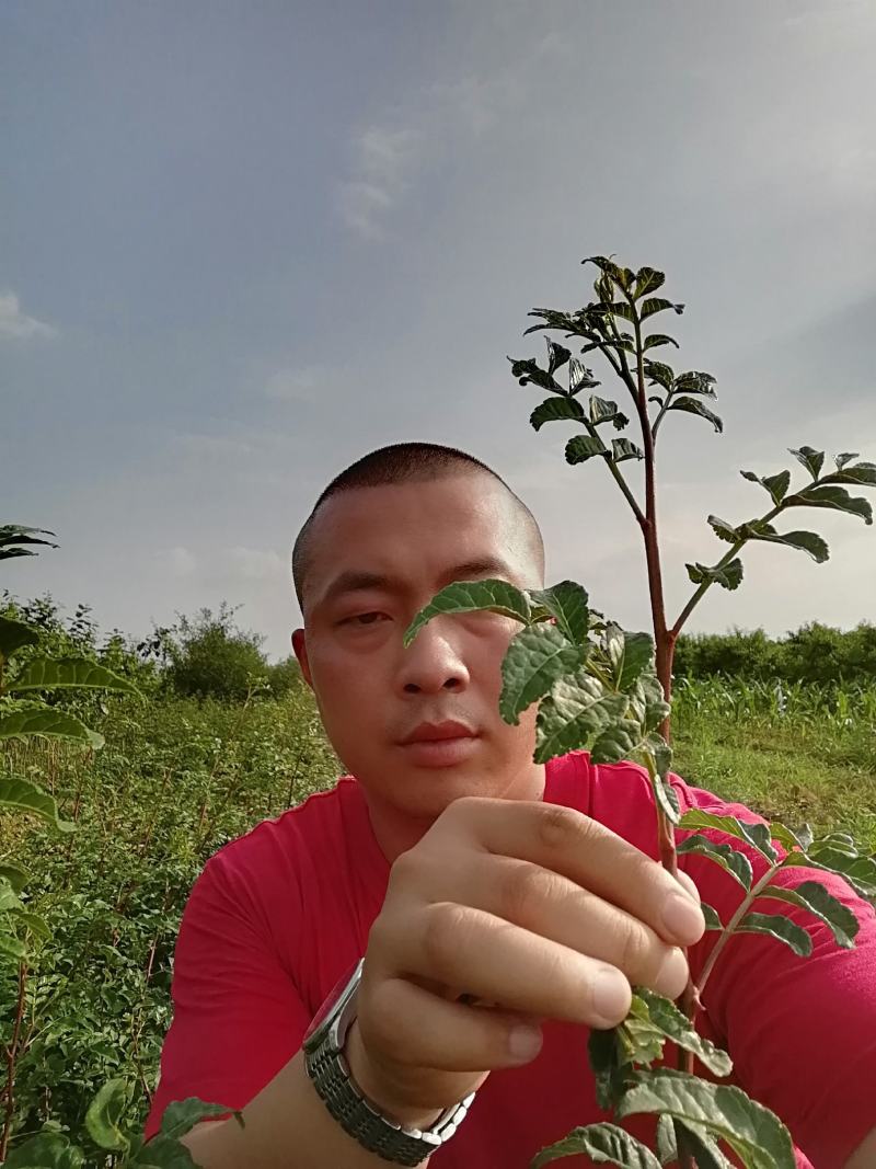 优质大红袍花椒苗，狮子头，黄盖花椒苗，南强二号。
