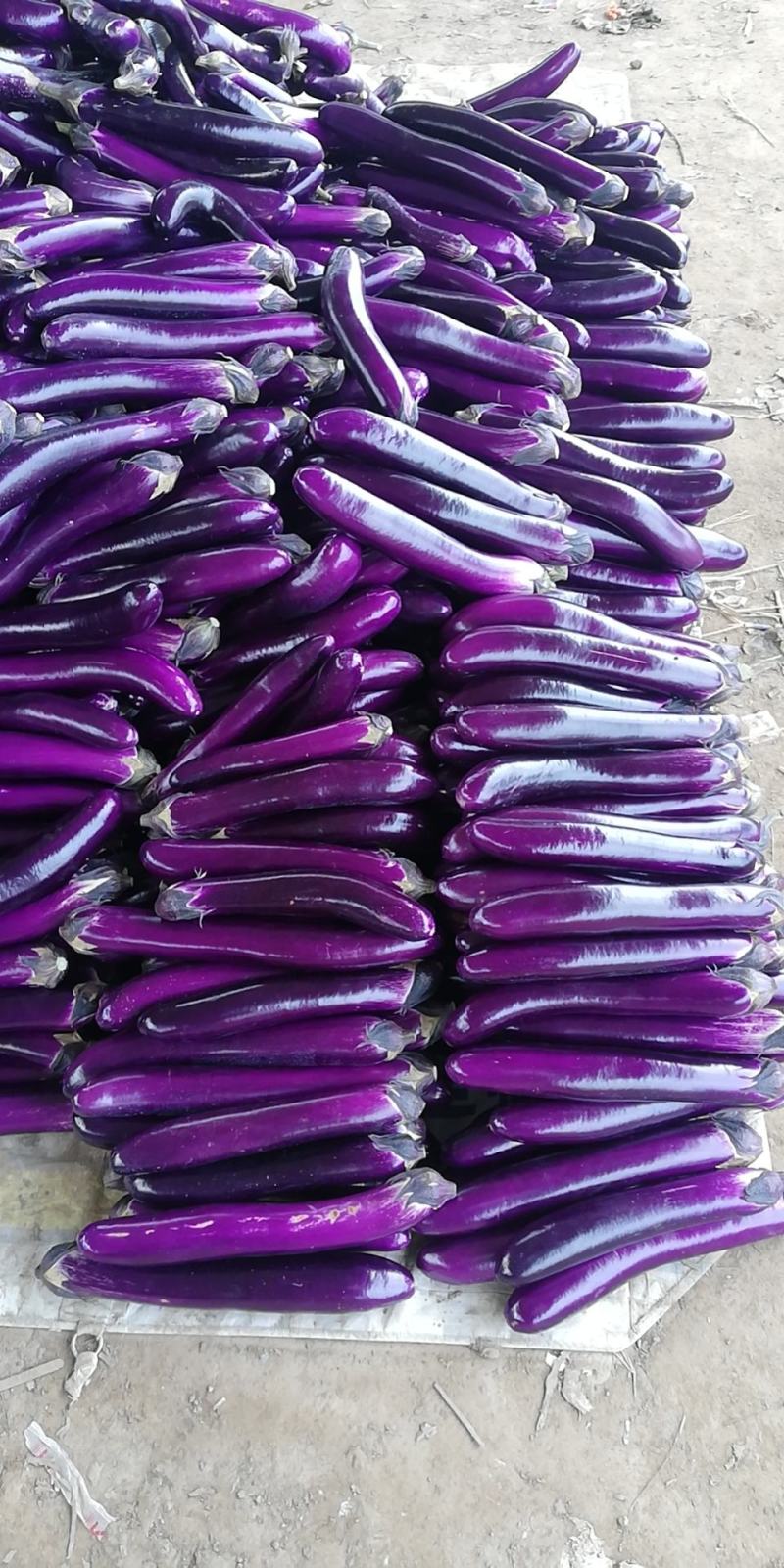 精品基地紫长茄大量供应，大量上市，代发全国
