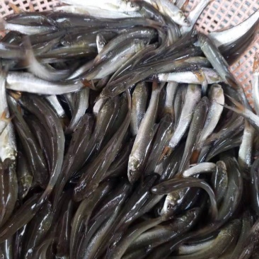 银鳕鱼苗精品鱼苗提供养殖技术包消毒下塘货到付款