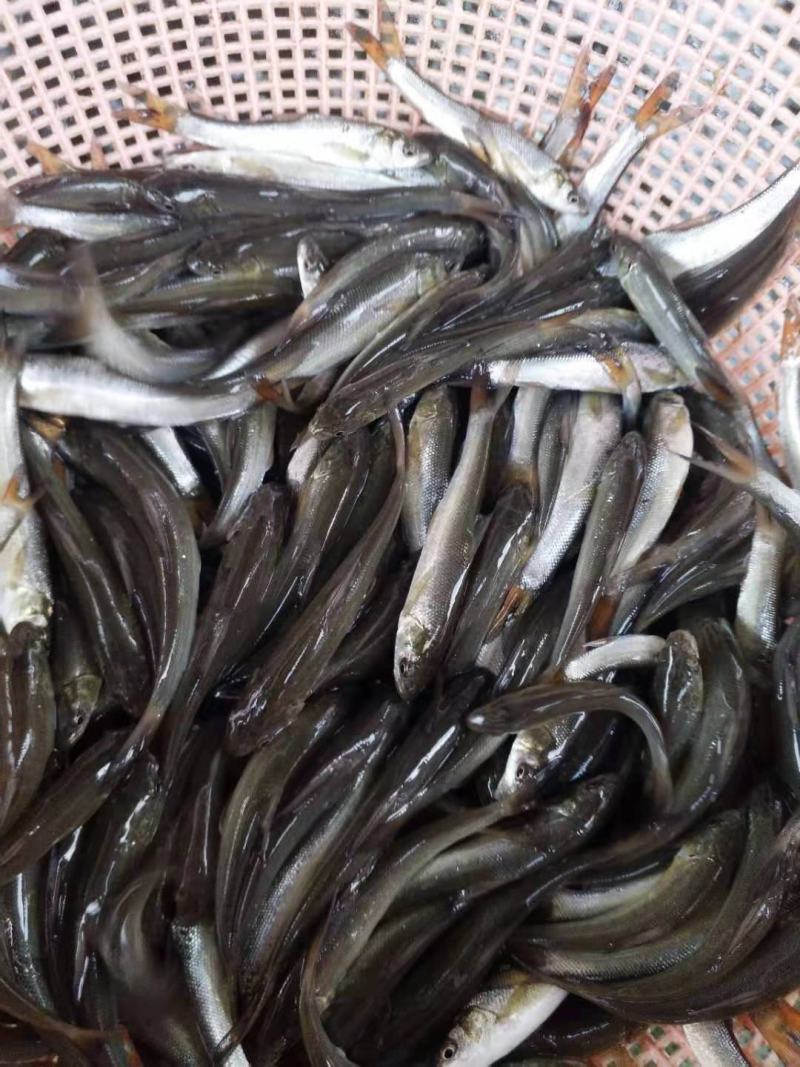 银鳕鱼苗精品鱼苗提供养殖技术包消毒下塘货到付款