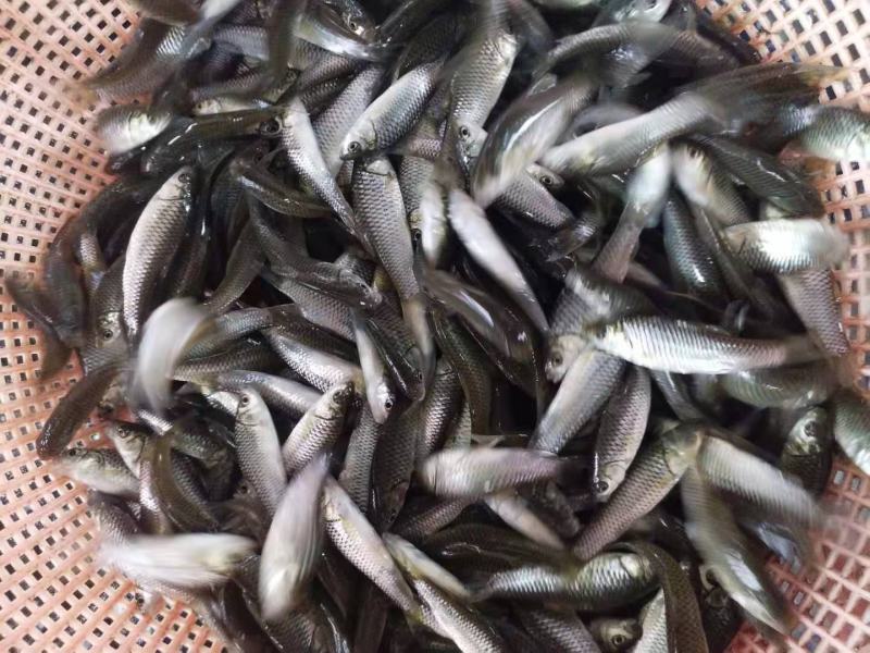 银鳕鱼苗精品鱼苗提供养殖技术包消毒下塘货到付款