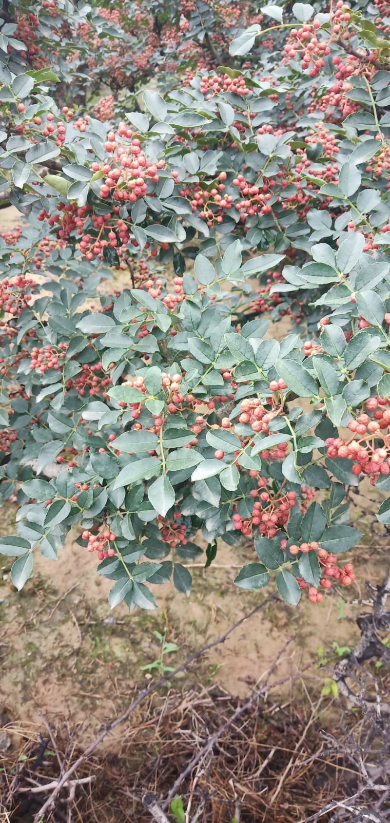 朋辉农副产品购销花椒
