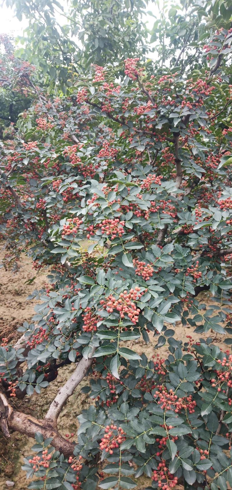 朋辉农副产品购销花椒