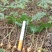 竹节参苗,竹节参种子,野三七,白三七,一年,两年种苗