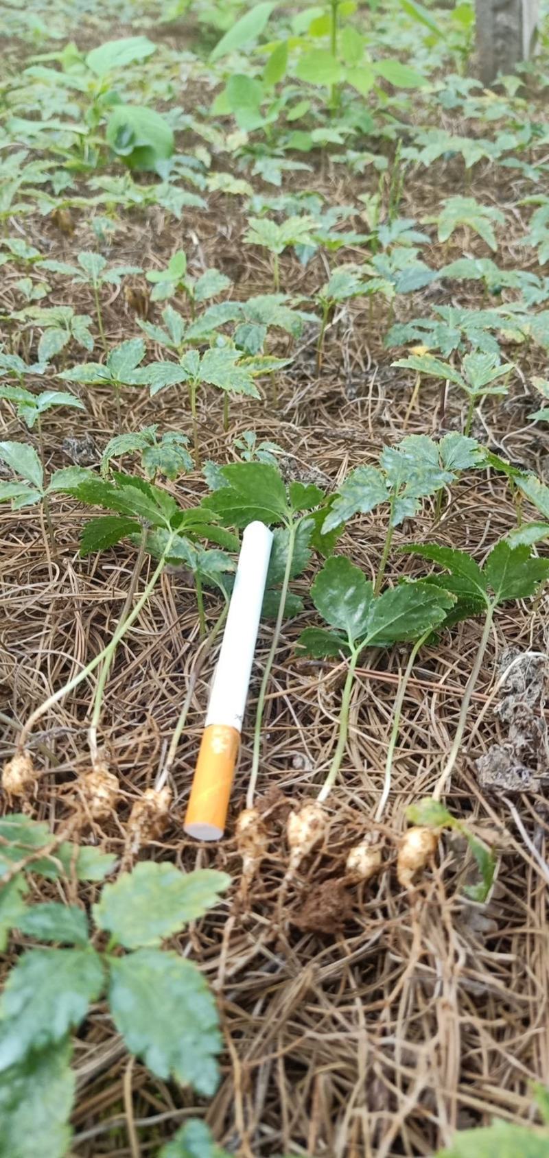 竹节参苗，竹节参种子，野三七，白三七，一年，两年种苗