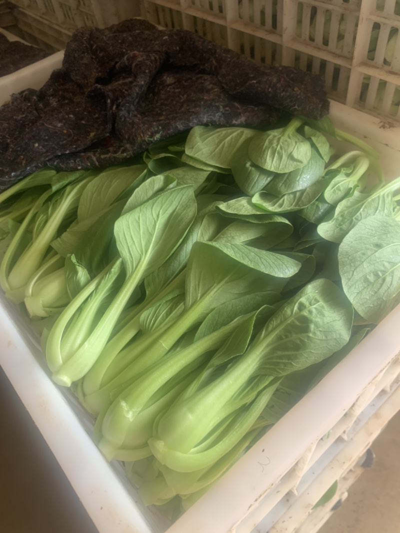【热销】精品一级小油菜小青菜基地直销，常年供货