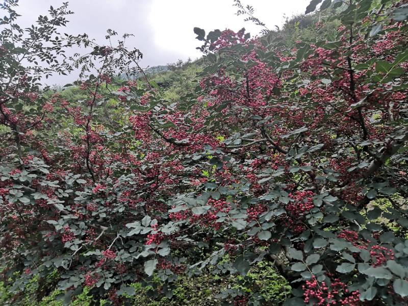 阿坝茂县羌红花椒做花椒油很好吃