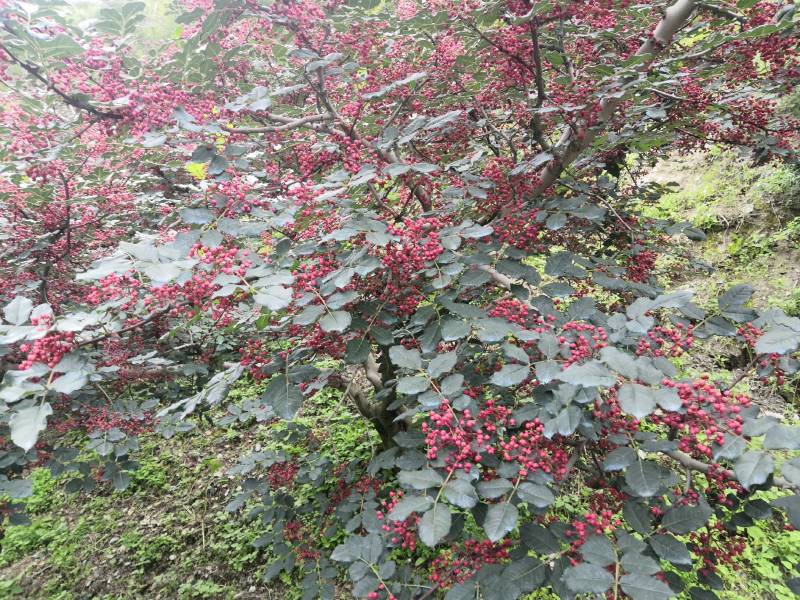 阿坝茂县羌红花椒做花椒油很好吃