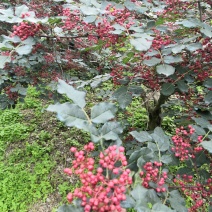 阿坝茂县羌红花椒做花椒油很好吃