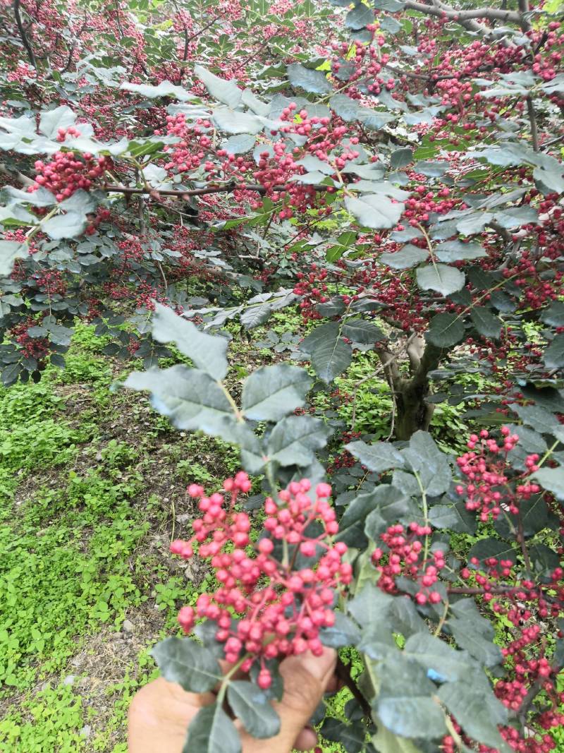 阿坝茂县羌红花椒做花椒油很好吃