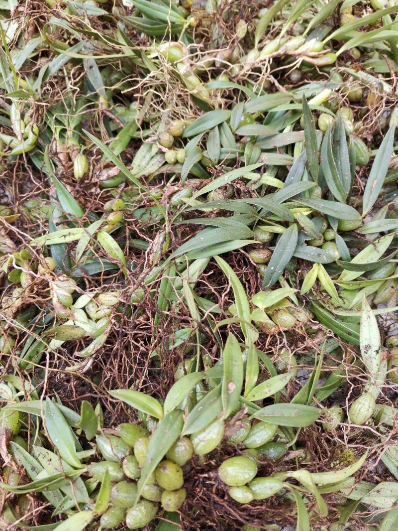 云南源产地新鲜石橄榄（双叶小果）中草药批发包邮
