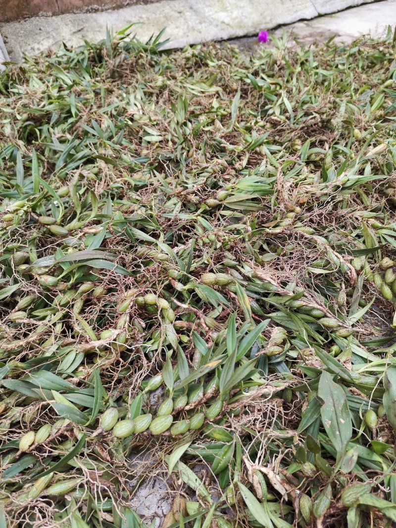 云南源产地新鲜石橄榄（双叶小果）中草药批发包邮