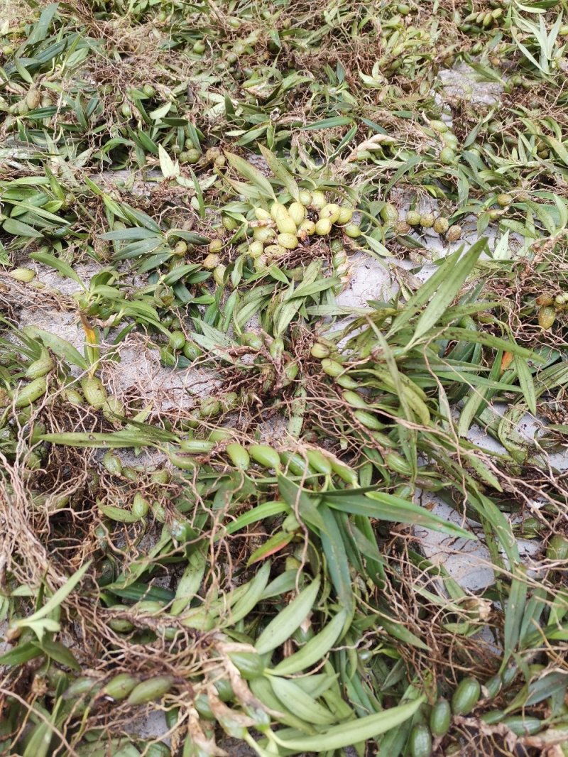云南源产地新鲜石橄榄（双叶小果）中草药批发包邮