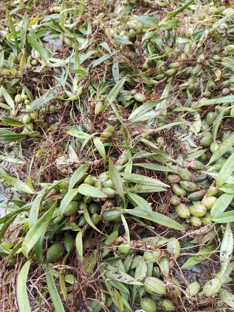 云南源产地新鲜石橄榄（双叶小果）中草药批发包邮