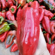 大量批发线椒，甜椒，价格美丽