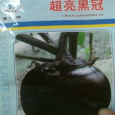 优质黑亮圆茄苗保成活穴盘苗