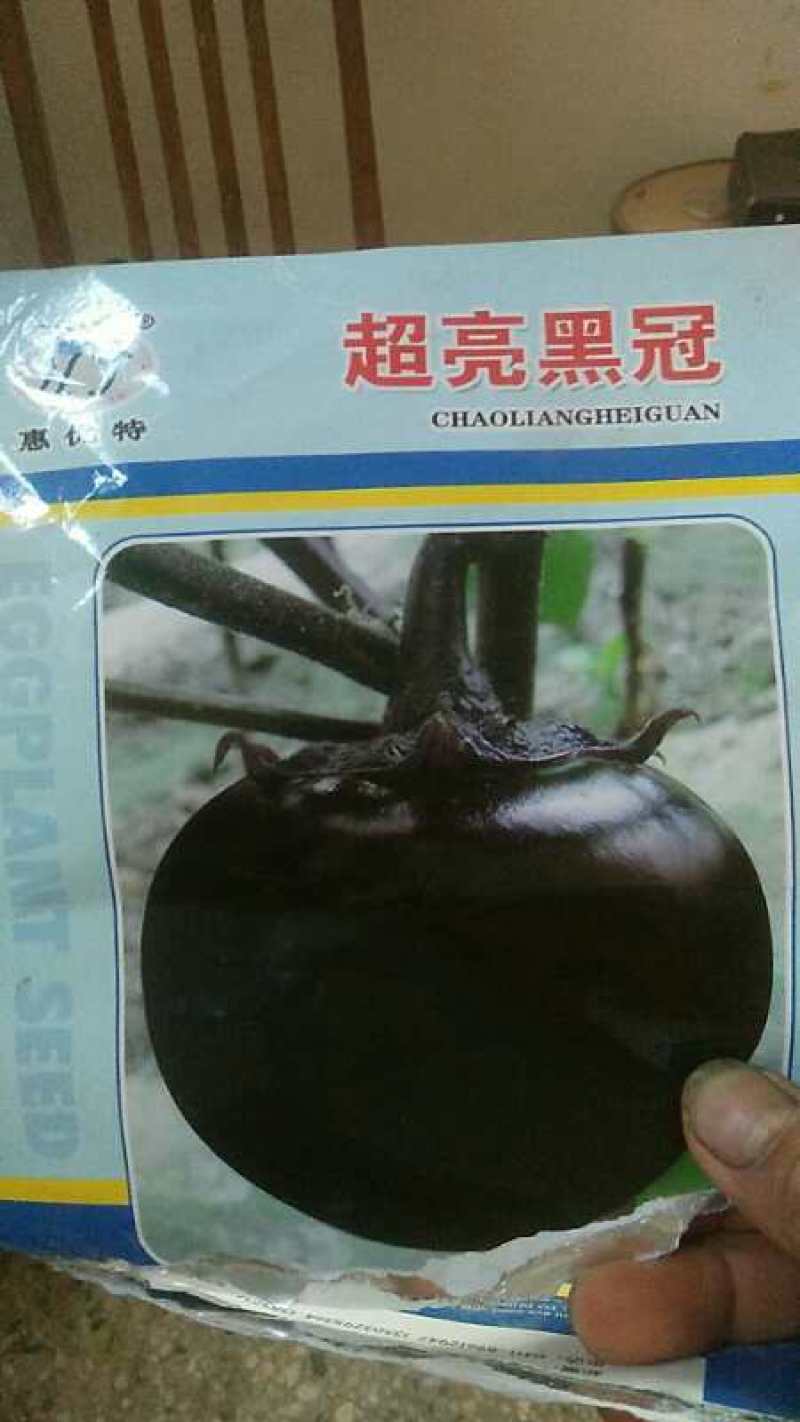 优质黑亮圆茄苗保成活穴盘苗