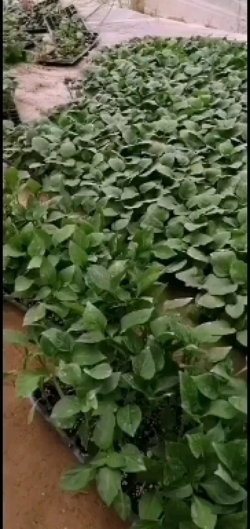 优质黑亮圆茄苗保成活穴盘苗