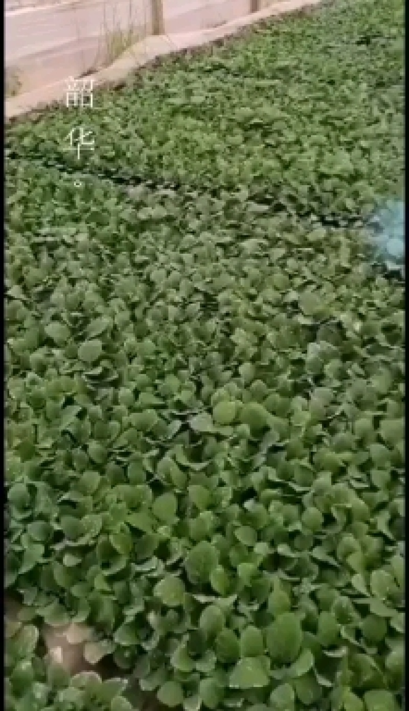 优质黑亮圆茄苗保成活穴盘苗