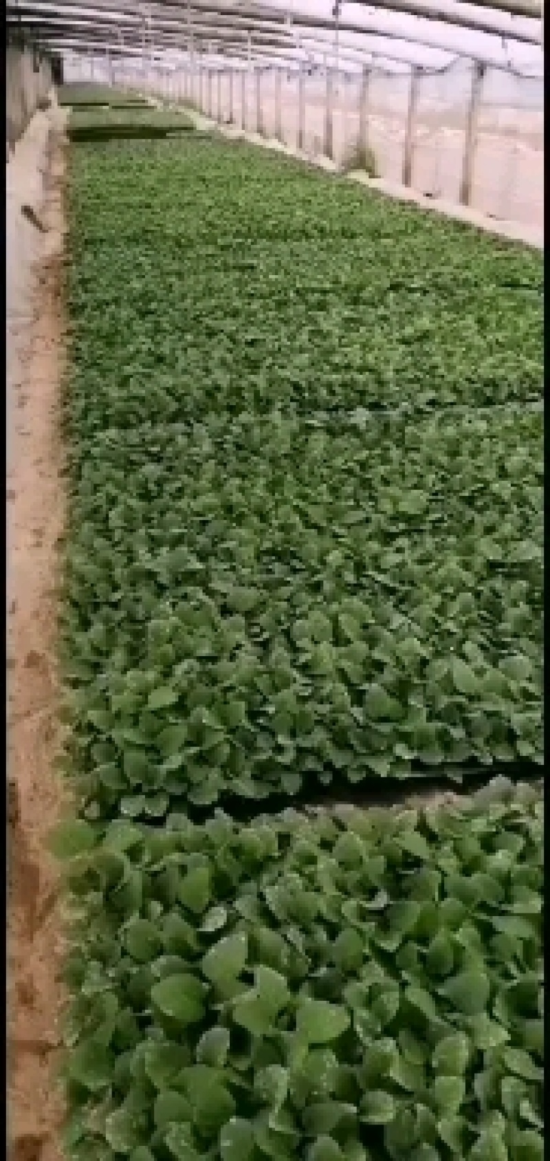 优质黑亮圆茄苗保成活穴盘苗