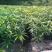三公分桂七芒果苗(广西特优晚熟送礼芒果)