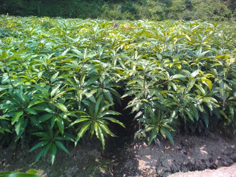 三公分桂七芒果苗(广西特优晚熟送礼芒果)
