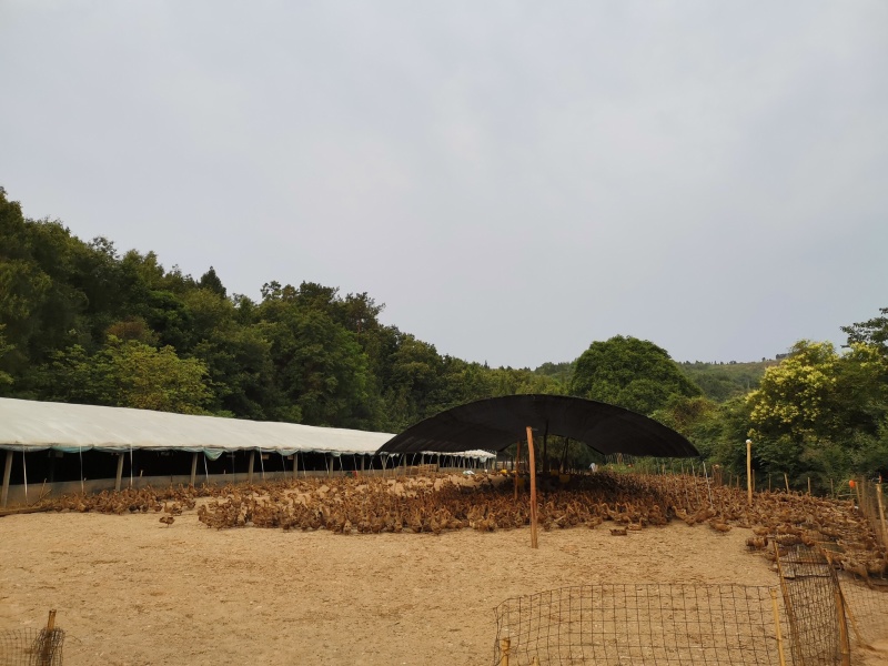 淘汰鸭、金锭淘汰老鸭。淘汰蛋鸭。淘汰老鸭。大量出售