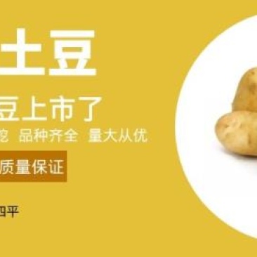 吉林四平公主岭市怀德镇尤金885土豆产地直销无腐烂无从眼