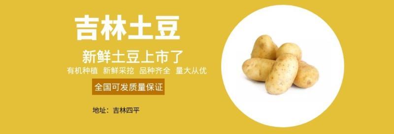 吉林四平公主岭市怀德镇尤金885土豆产地直销无腐烂无从眼