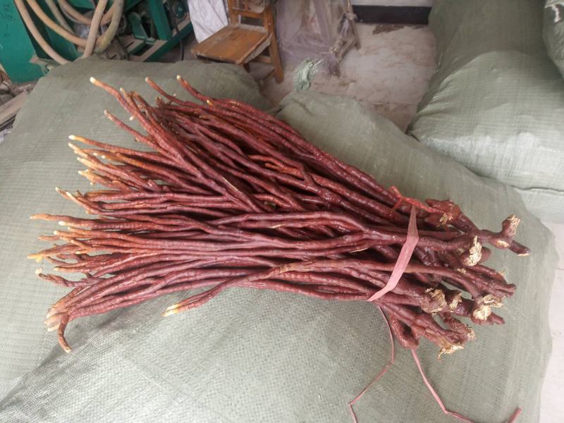灵芝草，自动家种植的灵芝每一个都有50公分以上
