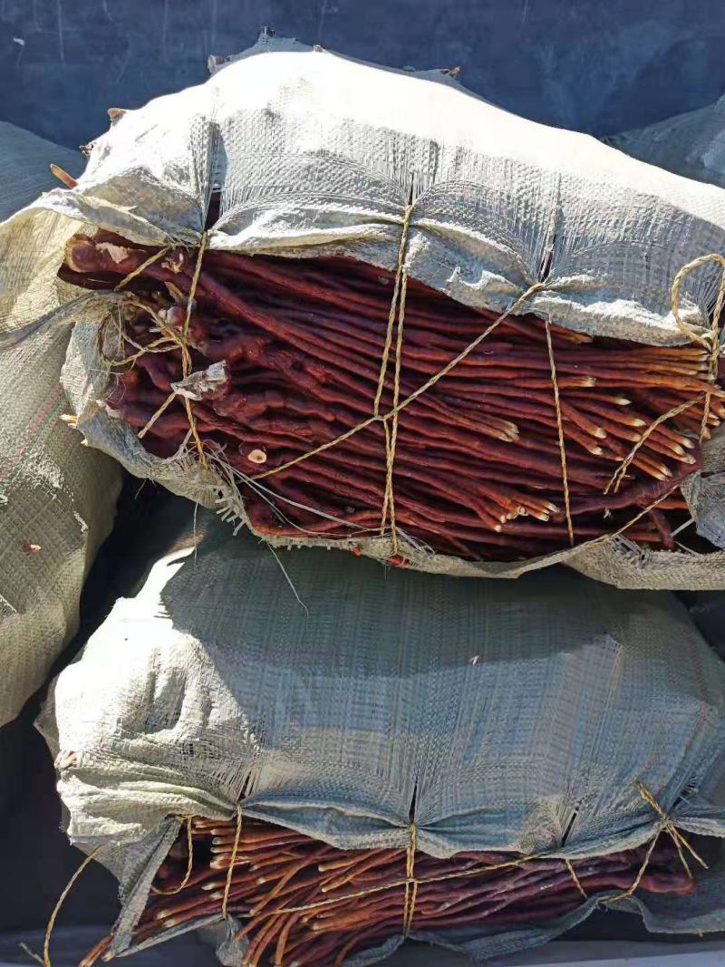 灵芝草，自动家种植的灵芝每一个都有50公分以上