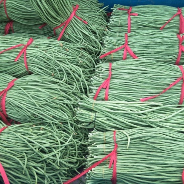 长豆角新乐市8月5号左右豆角大量上市需要的联系我