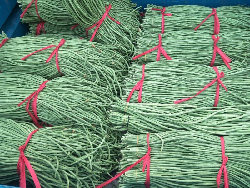 长豆角新乐市8月5号左右豆角大量上市需要的联系我