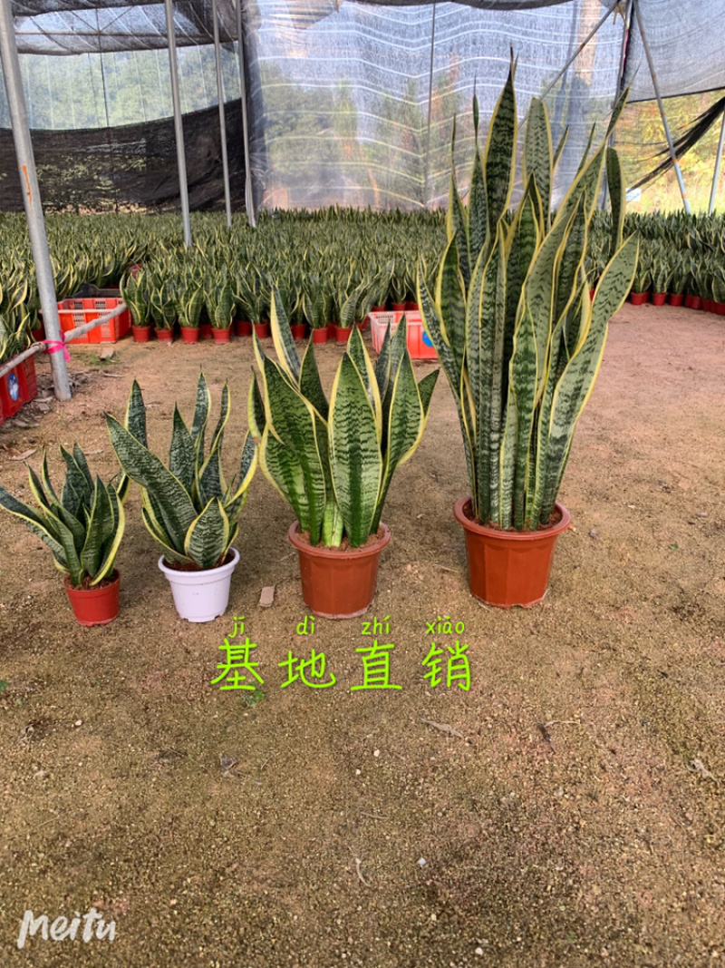 虎皮兰基地直发规格齐全带盆整箱批发常年供应