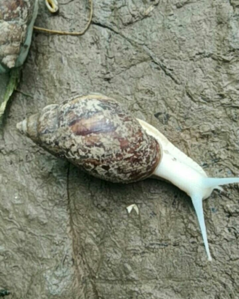 灵璧县琳语白玉埚牛养殖场