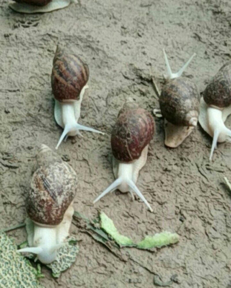 灵璧县琳语白玉埚牛养殖场