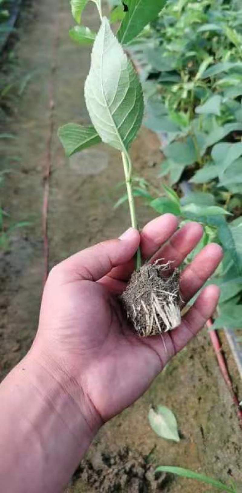 油桃苗油蟠桃苗早蟠桃精品白肉的油蟠桃