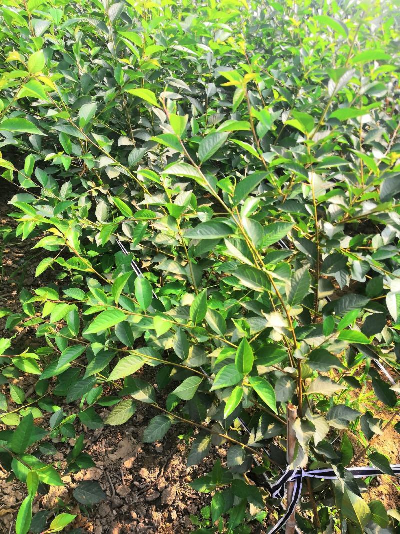油桃苗油蟠桃苗早蟠桃精品白肉的油蟠桃